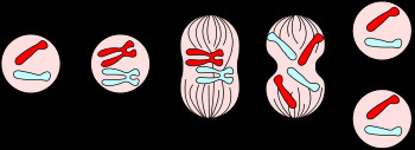 <p>Division of the nucleus: Prophase, Metaphase, Anaphase, Telophase</p>