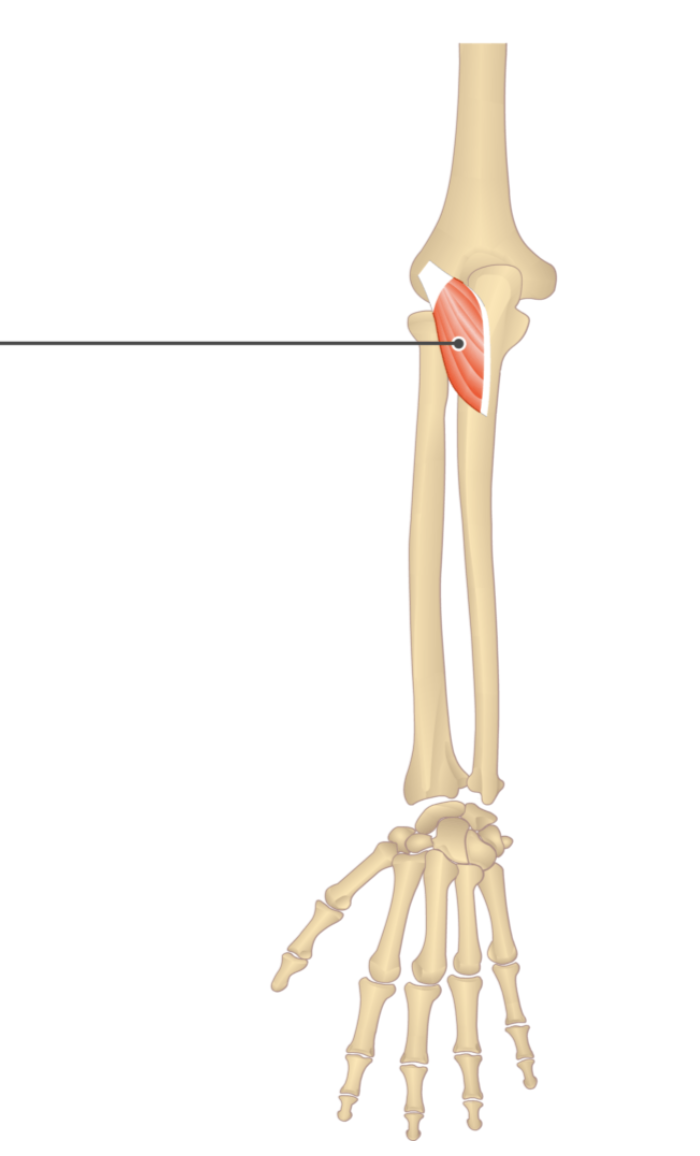 <p></p><p>origin: lateral epicondyle of humerus</p><p>insertion: olecranon</p>