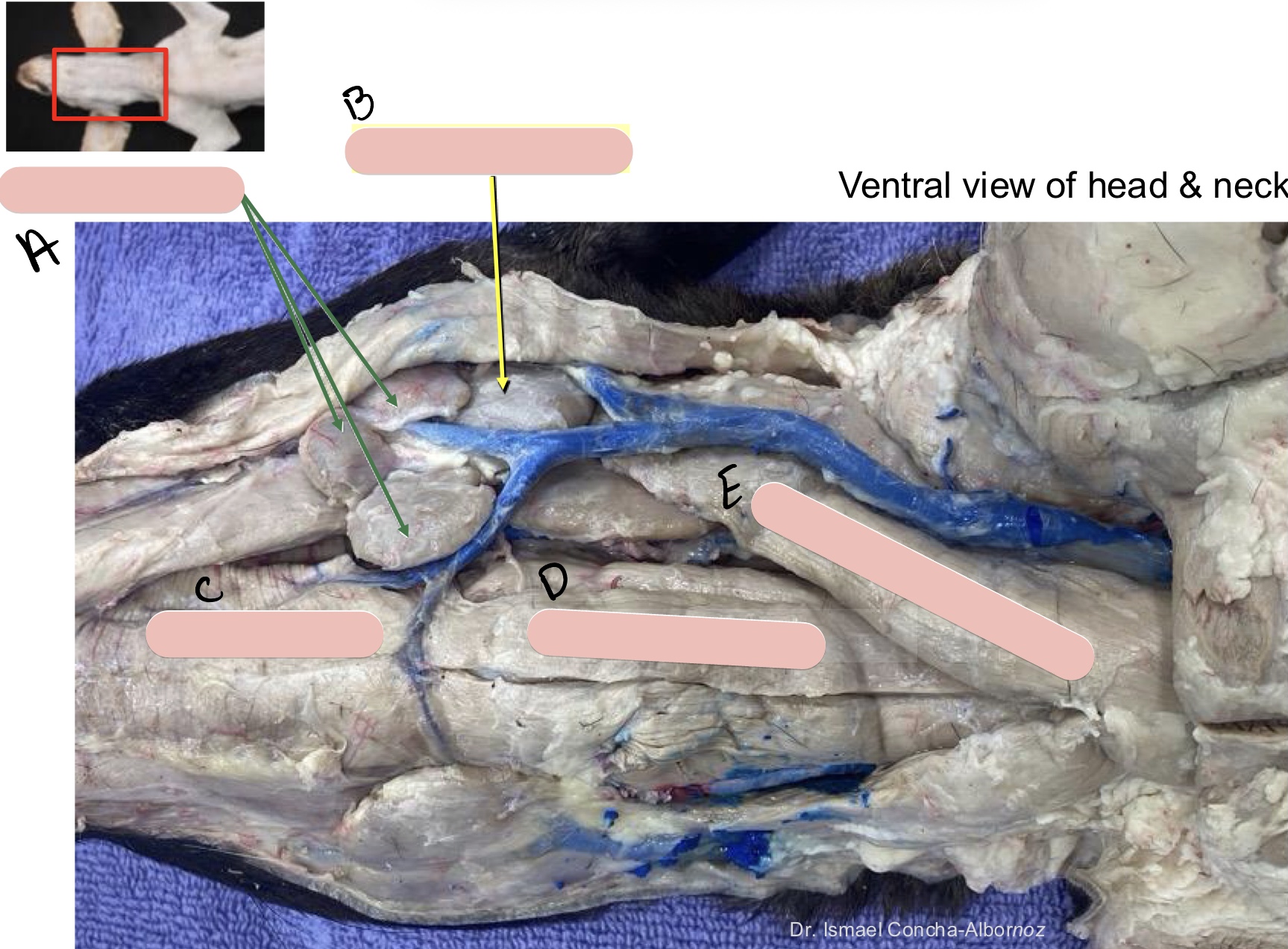 <p>Name the structure(s) indicated by a, b, and c.</p>
