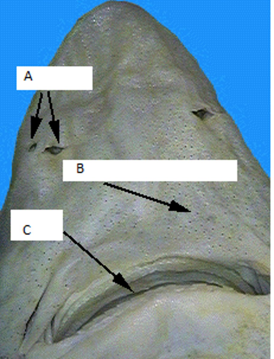 <p>Part Labeled C</p>