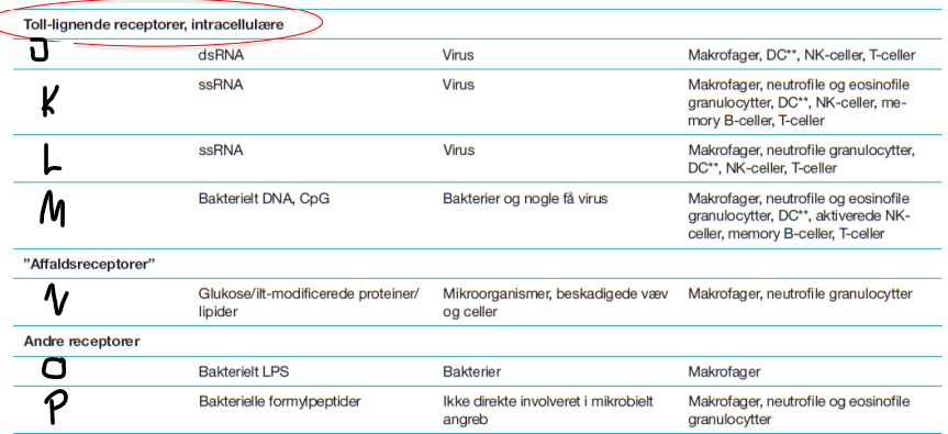 <p>Hvilken recptor er punkt N?</p>