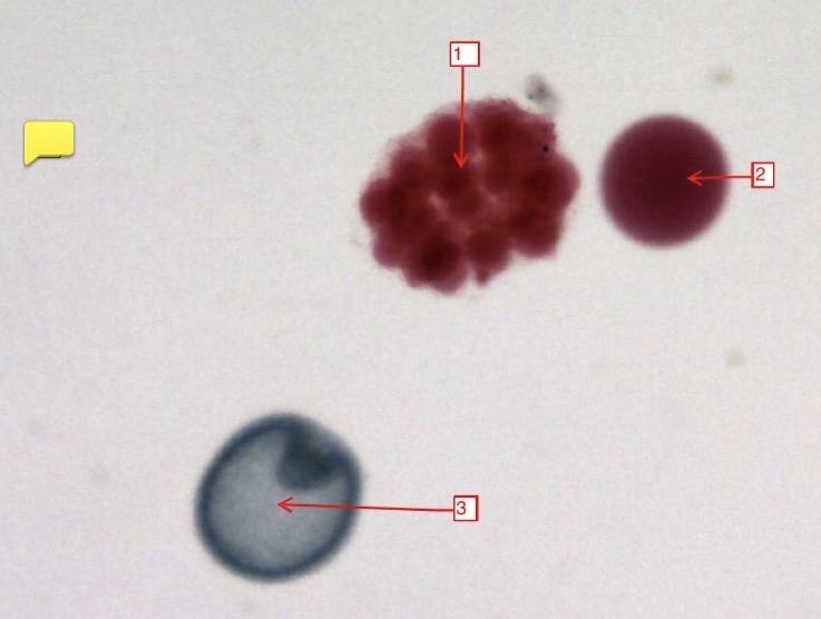 <p>starfish development stages- (1)</p>