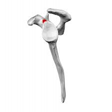 <p>name this bone or bone marking</p>
