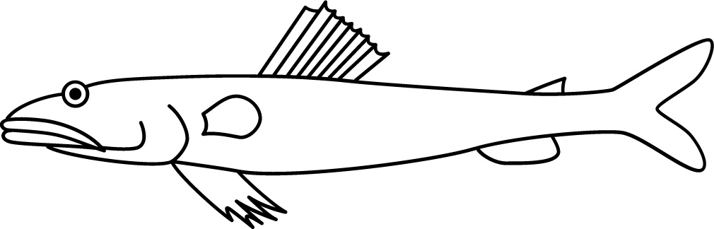 <p>Teeth filled mouth<br>Short dorsal fin<br>Size: 15 cm</p>