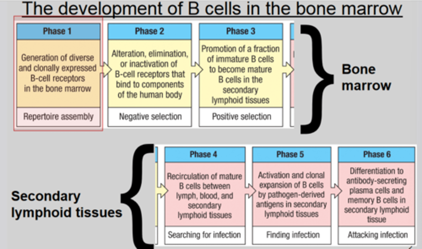 <p>1. recirculation of mature B cells between lymph, blood, and secondary lymphoid tissues searching for infection</p><p>2. Infection is found, activation and clonal expansion of B cells by pathogen derived antigens in secondary lymphoid tissues</p><p>3. Differentiation to antibody-secreting plasma cells and memory B cells in secondary lymphoid tissue. Attack infection!!</p>