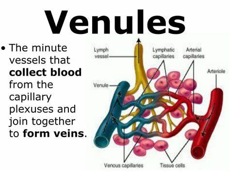 <p>define venules</p>