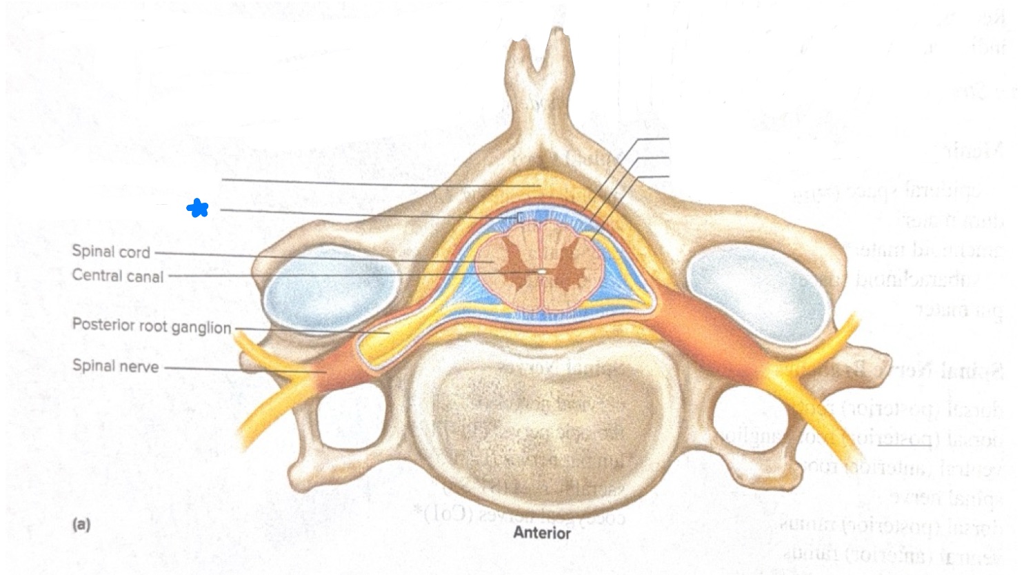 <p>Name what is starred in blue</p>
