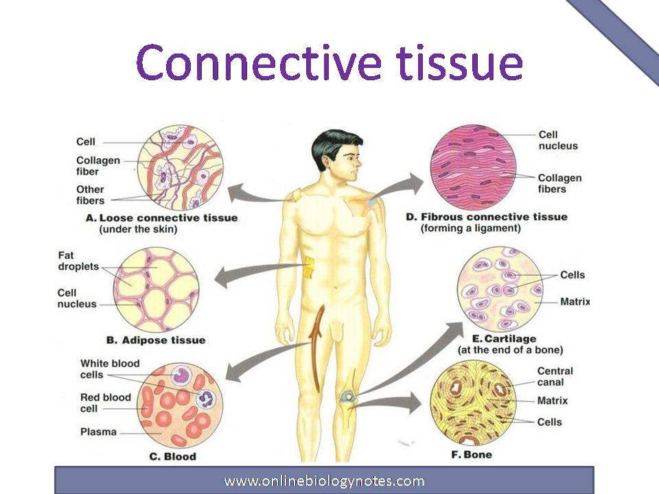 <p>Connective Tissue </p>