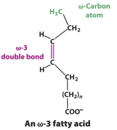 <p>Fatty acids can also be numbered from the methyl carbon atom which is called the omega (ω) carbon.</p>
