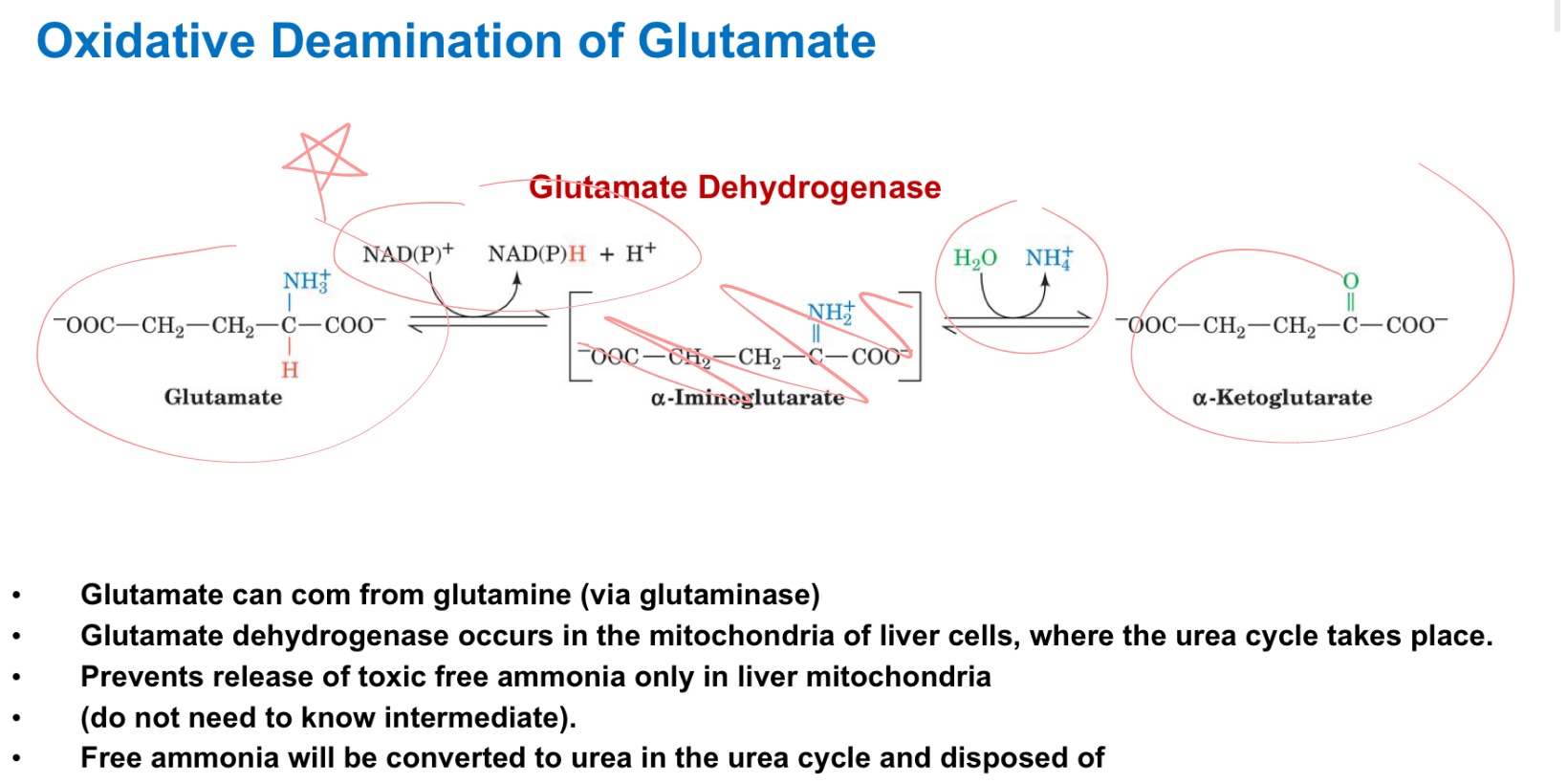 <p>Draw Glutamate DH reaction</p>