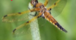 <p>Vision (organism)</p>