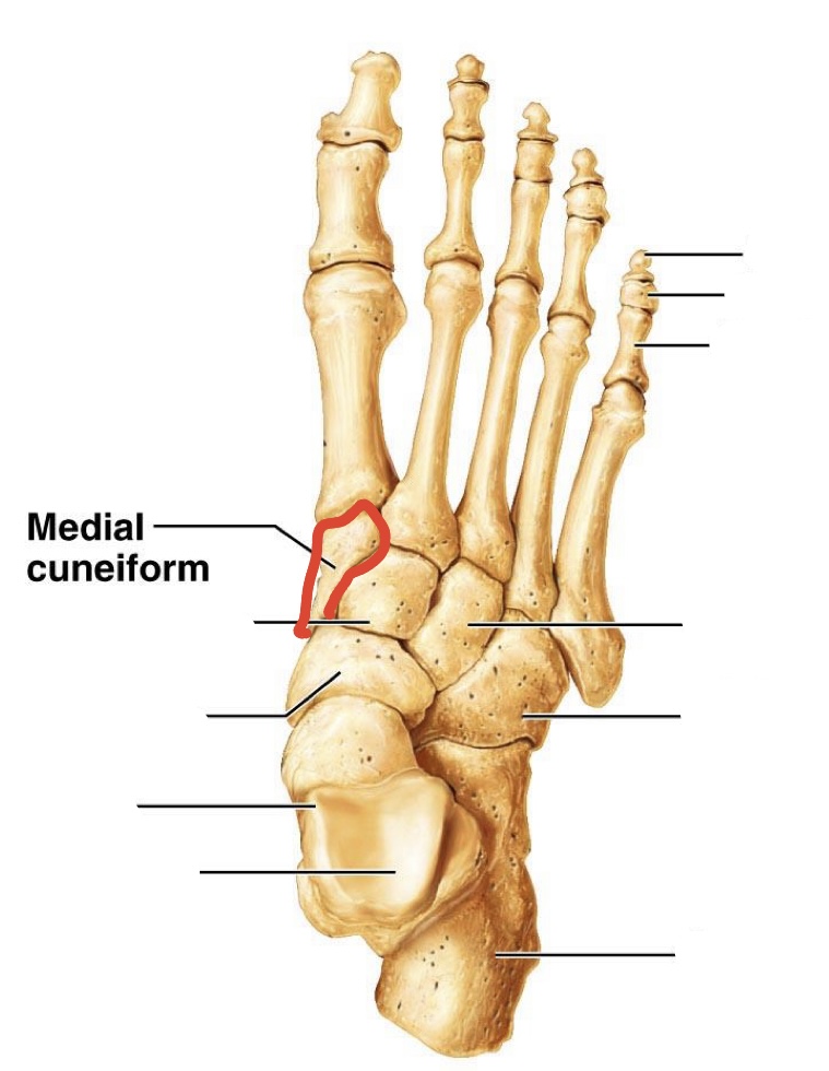 <p><span>medial </span><span><span>Cuneiforms</span></span></p>