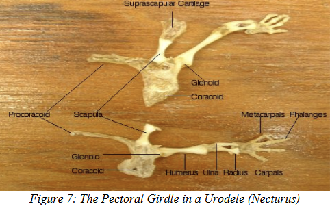 <ul><li><p>Present in all tetrapods with forelimbs.</p></li><li><p>Bears part/all of the glenoid.</p></li><li><p>Suprascapula usually fused to scapula (except in salamanders and frogs).</p></li></ul><p></p>