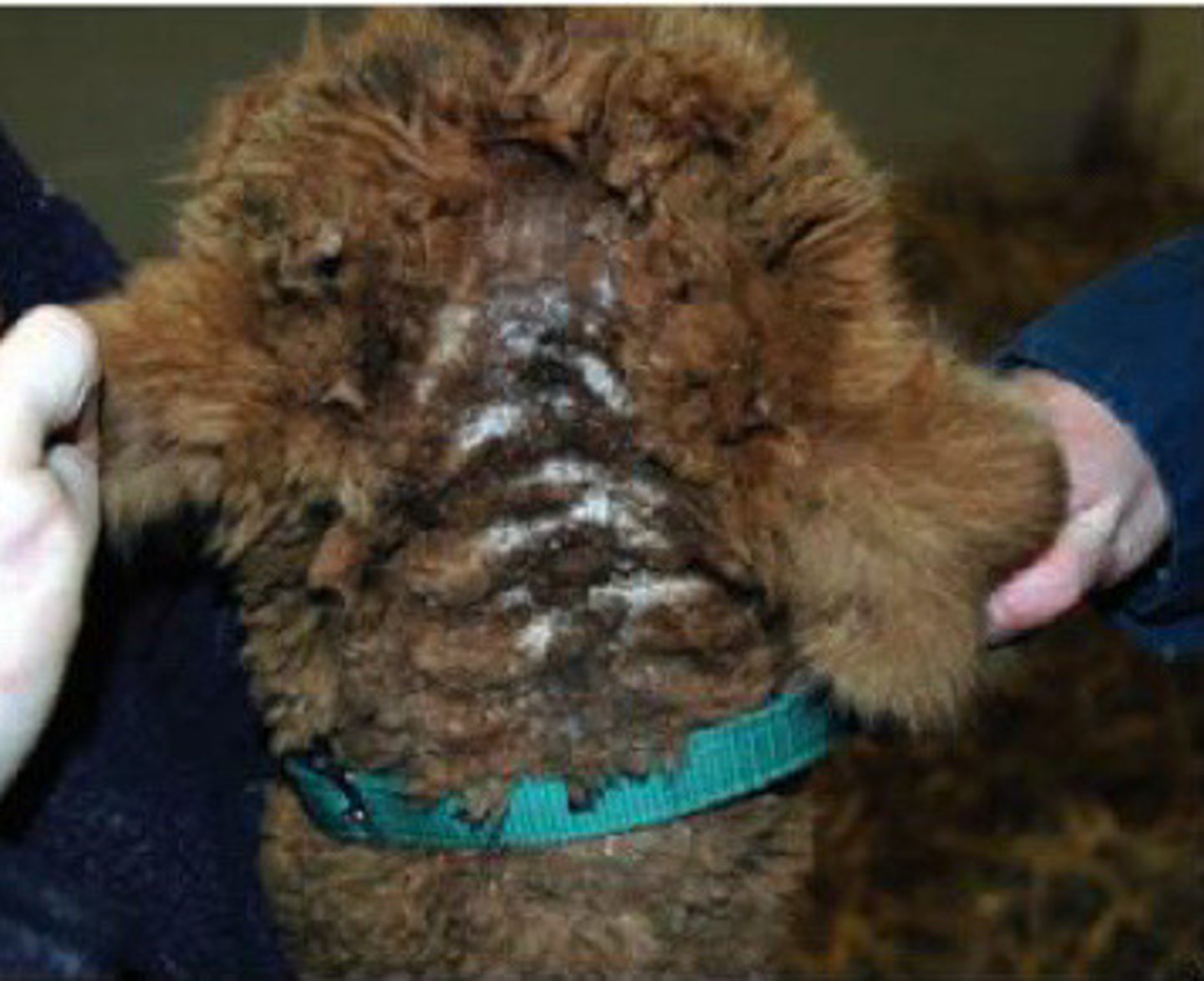 <p>What is a differential for this nonpruritic symmetrical lesion in a younger animal with darker hair coat? What vitamin do you want to supplement with?</p>