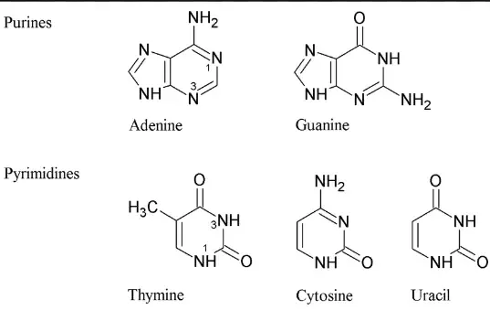 <p>One of the two categories of nitrogenous bases in nucleic acids, including adenine and guanine.</p>