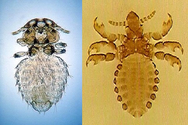 <p>What is the order of this? Defining characters</p>