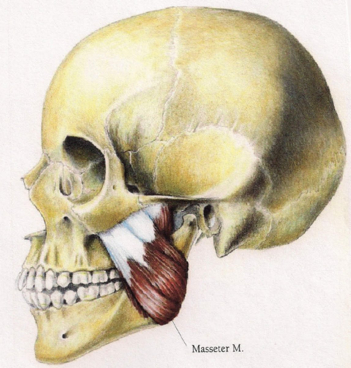 <p>Elevation of mandible during jaw closing </p>