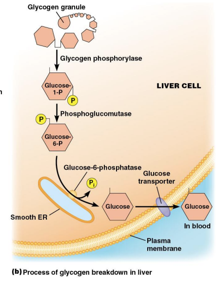 <p>Smooth ER in liver cells breakdown the stored glycogen; it contains glucose 6 phosphatase, an enzyme unique to smooth ER</p>