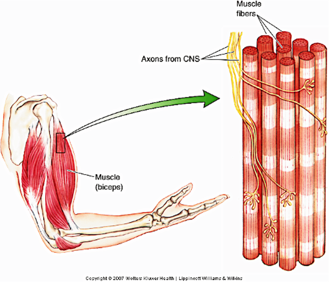 <p>Muscles also contain muscle spindles that receive input from gamma motor neurons, so a single muscle will receive inputs from both alpha and gamma MNs - when we talk about lower motor neurons (LMNs) we are talking about ...?</p>