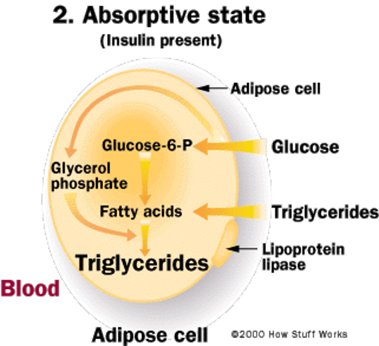 <p>(D) I, II, and III</p><p>Adipose Tissue can receive Triglycerides from VLDLs. It can also receive glucose, which it will then convert into Fatty Acids and subsequently Triglycerides.</p>