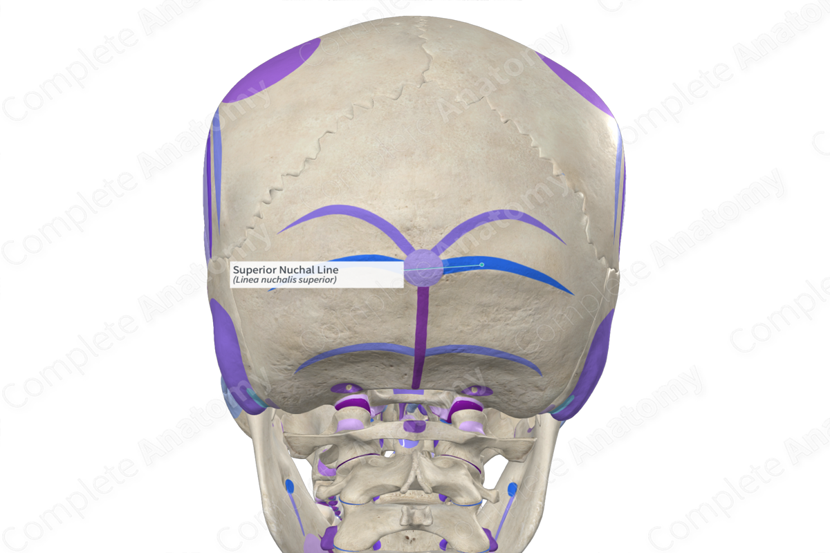 <p>Horizontal ridges that intersect the external occipital crest; these lines mark the <span>attachment</span> of muscles and ligaments that stabilize the articulation between the C1 and the occipital condyles OCCIPITAL</p>