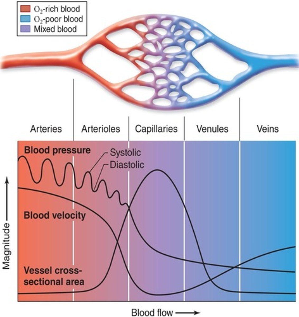 <p>The resistance of blood vessels and the distance from the pumping source.</p>