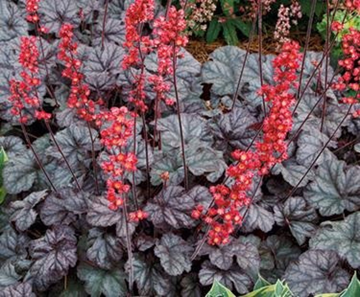 <p>coral bells</p>