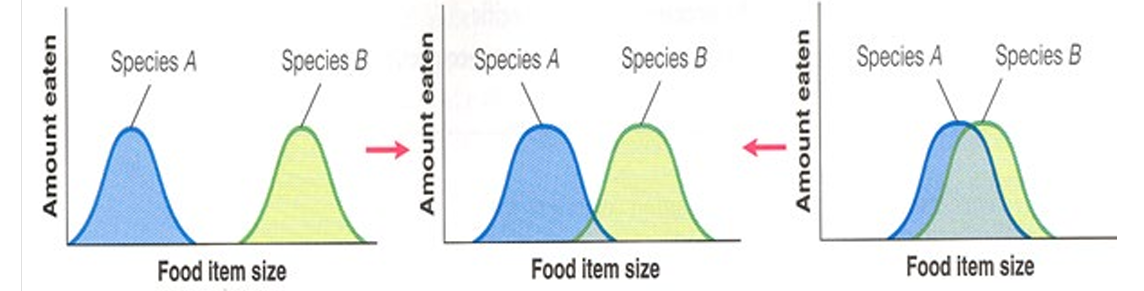 <p>Recalling our class discussion, which of the following can be seen in this set of graphs? A. Niche segregation B. Resource partitioning C. Adaptation D. Niche overlap E. All the above</p>