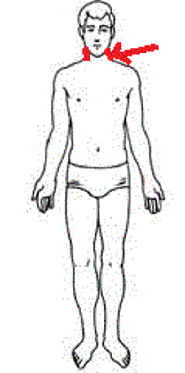 <p>neck</p>