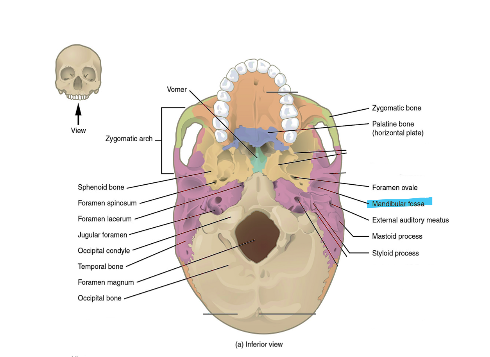 <p>mandibular fossa</p>
