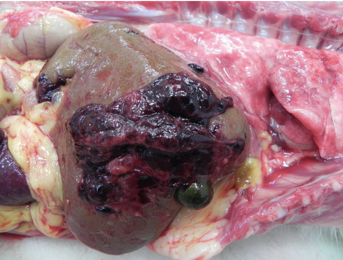 <p>what does the image show?</p>