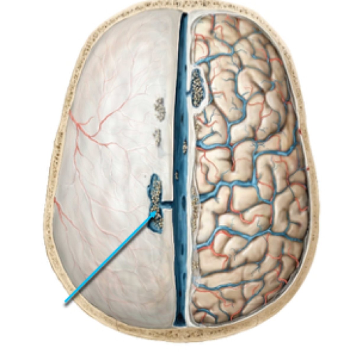 <p>Extensions of the arachnoid mater that allow excess CSF to be absorbed by the dural sinuses. Stringy, located in sulci</p>