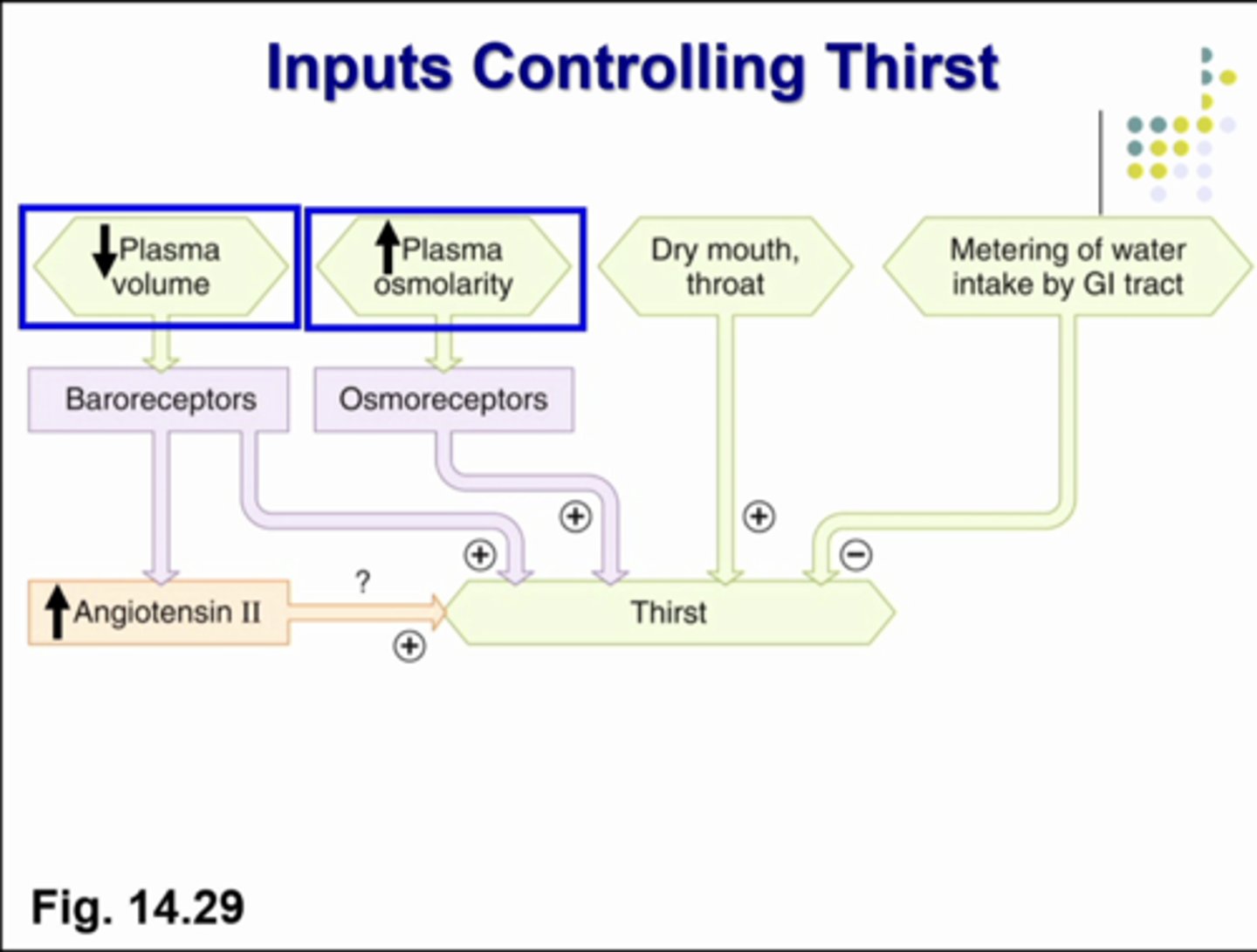 <p>what is this image showing in respect to increase plasma osmolarity</p>