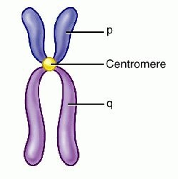 <p>Point on a chromosome by which it is attached to a spindle fiber during cell division.</p>