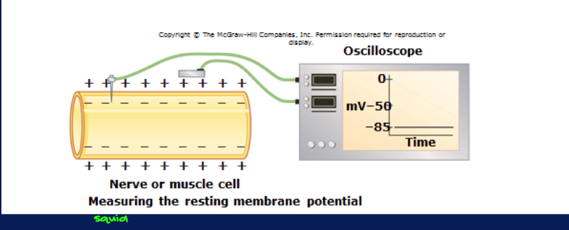 <ul><li><p>Tension developed via filament sliding is SQUID!!!!! predicated on an <strong>electrical impulse (AP) </strong>that radiates from the <strong><em><u>NMJ</u></em></strong>- Research done by <strong><em><u>Hodgkin & Huxley</u></em></strong> on long axon from squid </p><ul><li><p>figured out that it was (-) charged inside the cell and (+) charged outside </p></li><li><p>2 big players: Na+/K+ ATPase pump. When we generate AP, we see Na+ coming in (depolarization), K+ going out </p></li><li><p>ATP hydrolysis can be couple… can take things that are +∆G, which don’t want to happen/not going to happen thermodynamically → -∆G</p></li><li><p>-∆H, +∆S</p></li></ul></li><li><p>In other words, somehow contraction is coupled to a prior electrical signal </p></li><li><p>To understand this we first need to understand the basic electrophysiology of a skeletal muscle cells (fiber) </p></li><li><p><strong>Resting membrane potential- <em><u>RMP → AP</u></em></strong></p><ul><li><p>all 4 tissue types have RMP… usually the inside of the cell is (-)</p></li><li><p>only excitable tissues (2) can use RMP to generate AP… ATPase (think 1° AT)</p></li></ul></li></ul><p></p>