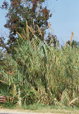 <p>Giant reed (Invasive)</p>
