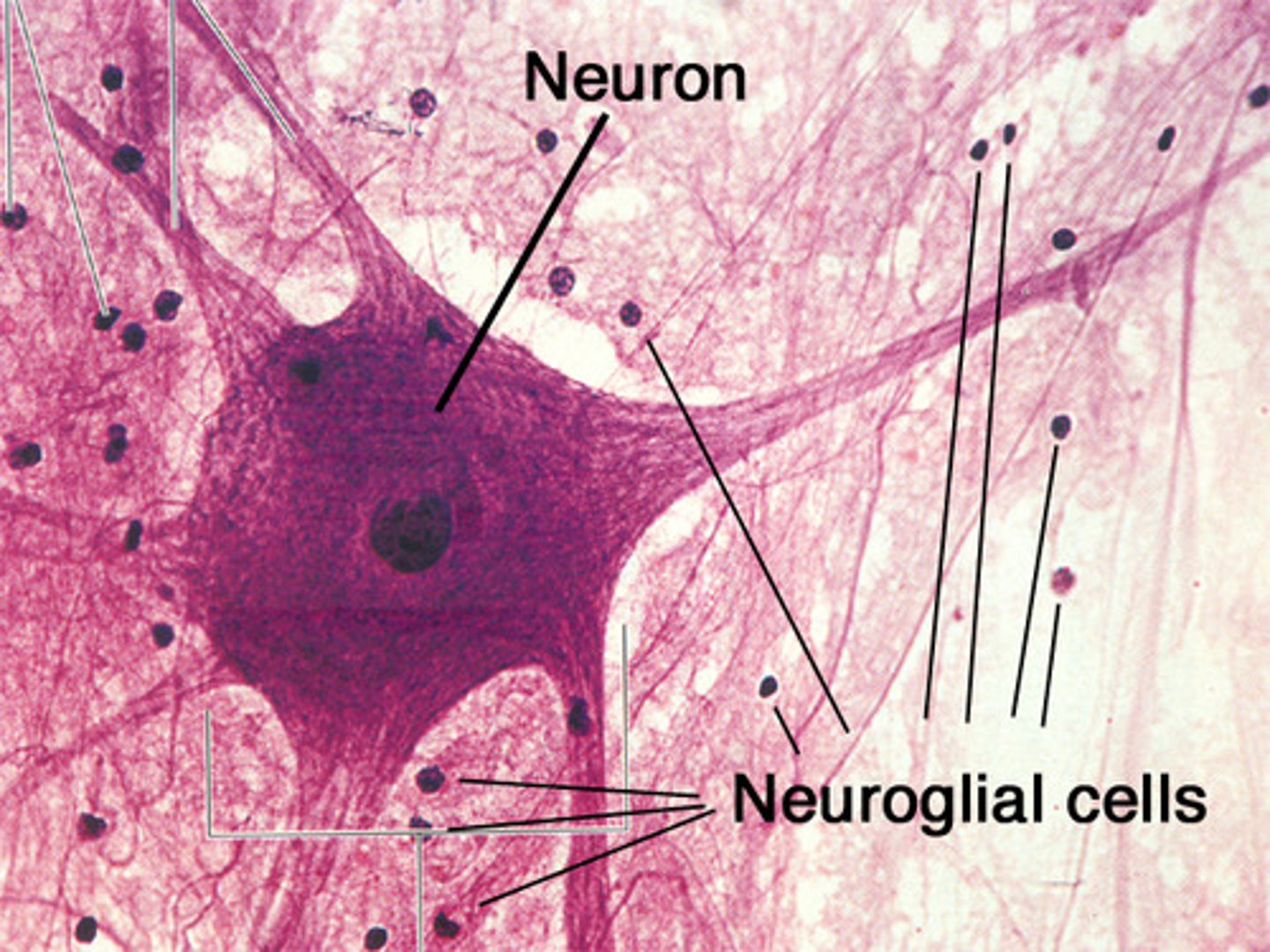 <p>non-neural tissue that forms the interstitial or supporting elements of the CNS; also known as glial cells</p>