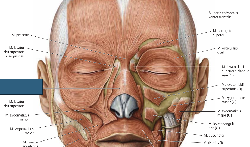 <p>m. nasalis → ahendab ninasõõrmeid</p>