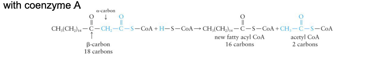 <p>then, the chain is broken between the α- and β-carbons by the reaction with coenzyme A</p><ul><li><p>produces a new fatty acyl CoA and an acetyl CoA</p></li></ul><p></p>