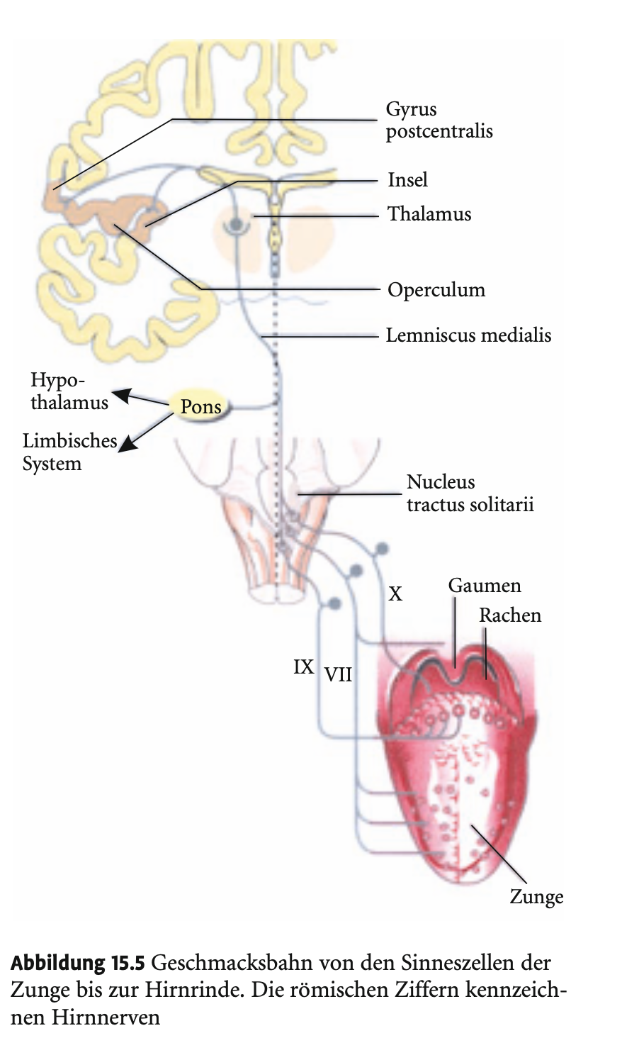 <p><span><strong>&nbsp;Drei Hirnnerven leiten die Geschmackssignale</strong></span></p><p>&nbsp;</p><ul><li><p><span><strong>N. facialis (VII)</strong>: versorgt die <strong>Zungenspitze</strong></span></p></li><li><p><span><strong>N. glossopharyngeus (IX)</strong>: versorgt den <strong>Zungengrund</strong></span></p></li><li><p><span><strong>N. vagus (X)</strong>: versorgt den <strong>Schlundbereich</strong></span></p></li></ul><p>&nbsp;</p><p>→ Die <span><strong>Zellkörper</strong></span> der afferenten Neurone liegen in den <span><strong>sensorischen Ganglien</strong></span> dieser Hirnnerven.</p>
