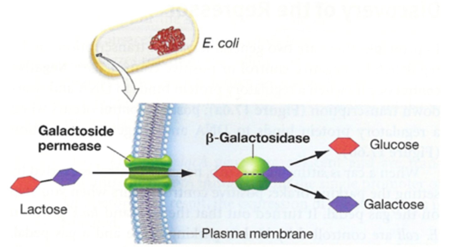 <p>breaks down lactose to produce glucose and and galactose</p>
