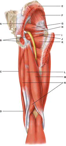 <p>Name the muscle labeled “M” (two words - all lowercase)</p>