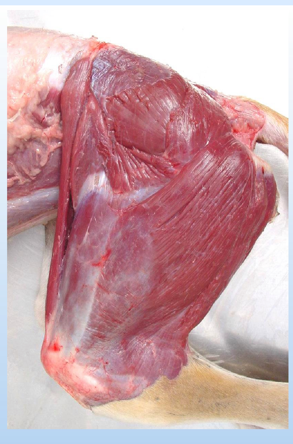 <p>Identify the muscles in the lateral aspect of the thigh.</p><img src="https://knowt-user-attachments.s3.amazonaws.com/80cd87cf-64e6-45f6-a678-722211dc3441.jpg" data-width="100%" data-align="center"><p></p>