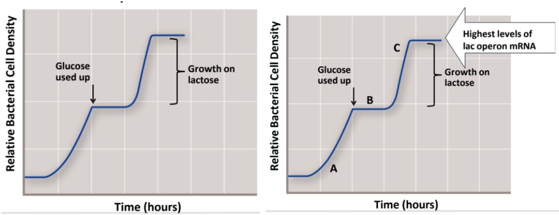 <ul><li><p><span style="background-color: transparent;"><span>⇒ the </span><strong><span>highest level of lac operon</span></strong><span> mRNA would be @ </span><strong><span>point C</span></strong><span> ⇒ bc bacteria are actively utilizing lactose as a nutrient source ⇒ ∴ transcribing the lac operon gene products to be able to produce lactose permease + β galactosidase </span></span></p></li><li><p><span style="background-color: transparent;"><span>⇒ low lac operon @ point B → this is the transitional time point where glucose has been used up and lac operon transcription is initiating </span></span></p></li><li><p><span style="background-color: transparent;"><span>⇒ no lac operon @ point A → bc bacteria is still actively utilizing glucose as a nutrient source (repressed until there is no glucose)</span></span></p></li></ul><p></p>