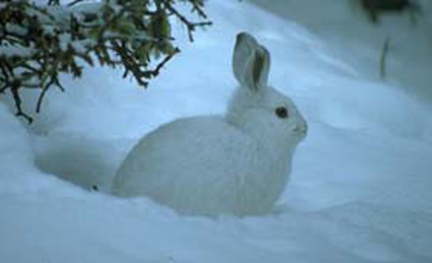 <p>result of natural selection. A physical feature or behavior that helps organisms to survive. Example include shell shape, fur color, gills, migration, hibernation</p>