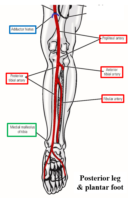 <p><strong><em><span>Posterior tibial artery </span></em></strong><span>- arises in posterior leg as </span><u><span>terminal branch of popliteal artery</span></u></p><p><span>–Posterior tibial artery runs inferiorly within </span><strong><em><span>deep posterior leg compartment</span></em></strong></p><ul><li><p><span>Runs with </span><strong><em><span>tibial nerve</span></em></strong></p></li><li><p><span>Supplies all muscles of deep posterior leg compartment</span></p></li></ul><p><span>–Gives off </span><strong><em><span>fibular artery </span></em></strong><span>- to muscles of lateral leg</span></p><p><span><span>–Crosses ankle by passing </span><u><span>posterior to medial malleolus</span></u><span> of tibia and enters </span><u><span>plantar foot</span></u></span></p><ul><li><p><span><span>Supplies all </span><u><span>intrinsic muscles of plantar foot</span></u></span></p></li></ul><p></p>