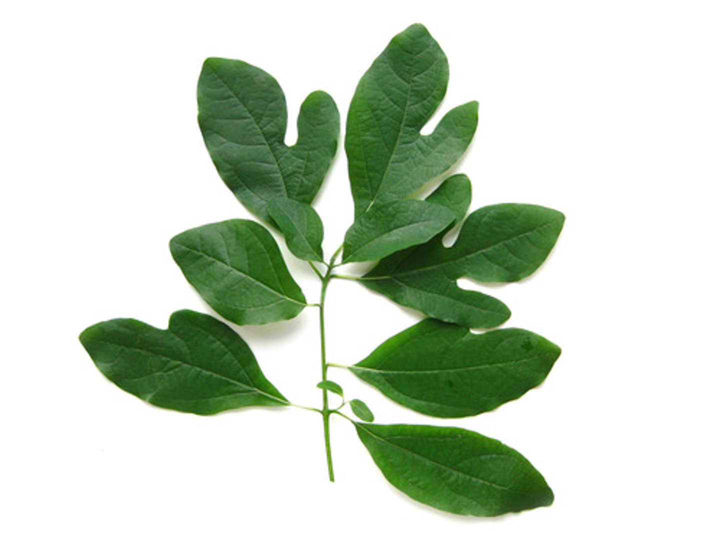 <p>Sassafras albidum, Lauraceae</p>