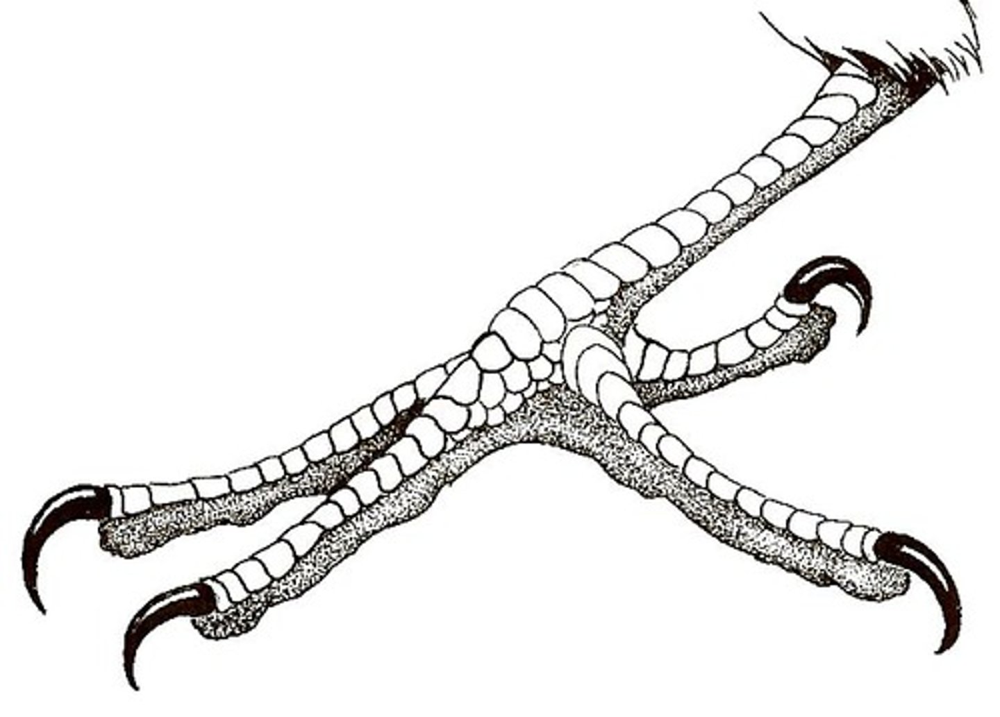 <p>Zygodactyl</p>