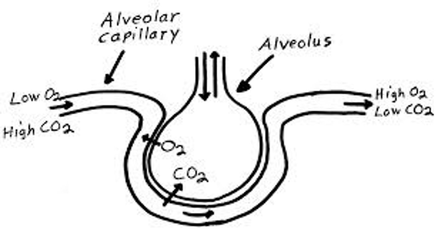 <p>the process by which oxygen is transported to pulmonary capillaries and carbon dioxide is transported to alveolus.</p>