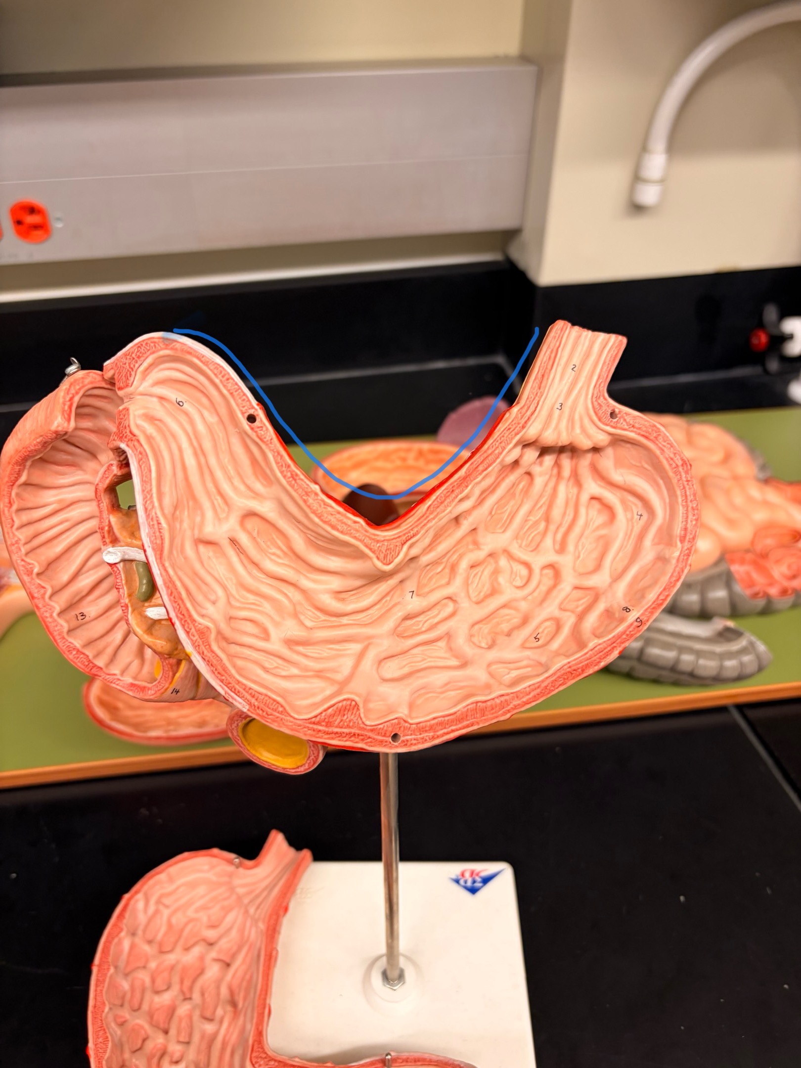 knowt flashcard image